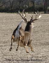 Non typical Buck on the ranch