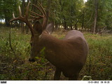 Whitetail Deer Southern Illinois.
