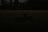 Deer Hunting Southern Illinois.