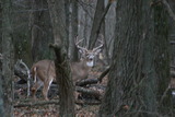 Southern Illinois Outfitters