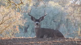 California Deer Hunting Outfitters.