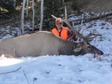 Colorado Elk Hunts.
