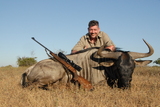 Bluewildebeest Hunting in South Africa.