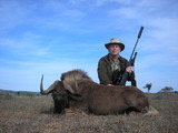Black Wildebeest Hunting in South Africa.