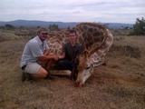 Giraffe hunting in South Africa