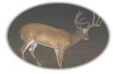 Kentucky Deer Hunting Outfitters.