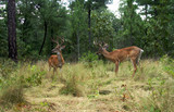Pennsylvania Deer Hunting Preserve.