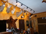 Kansas Trophy Room at Petersburg Outfitters.