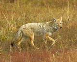 Kansas Predator Hunts for Coyote