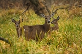 Kentucky Whitetail Deer Hunts North Fork Outfitters.