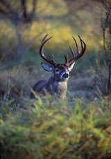 Deer Hunting Kentucky with First Class Deer Hunting Outfitters.