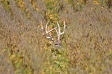 Big Bucks in Tall Grass at Premier Whitetail Deer Retreat in Ohio.