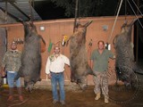 Wild Boar Hunting Texas Record Buck Ranch.