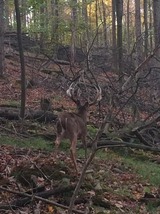 Huge Trophy Deer Hunting Pennsylvania.