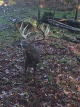 Pennsylvania Deer Hunting.