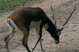 Blackbuck Antelope Hunting in Tennessee
