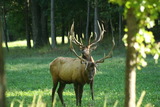 Elk hunting in Tennessee.