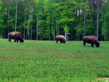Bison hunting in Tennessee.
