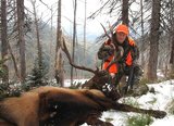 Guided Elk Hunts