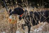 Pheasant Hunting Dog in South Dakota.