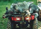 Wild Boar Hunting Alabama.