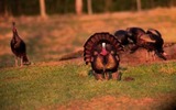 Turkey Hunting.