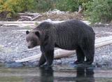 Grizzly Bear Hunting British Columbia.
