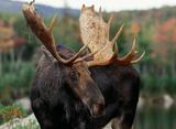 Moose Hunting British Columbia.