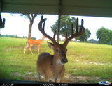 Florida Deer Hunting Preserve and Hunting Lodge.