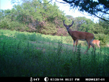Whitetail Deer hunting Illinois