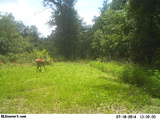 Illinois whitetail deer hunting