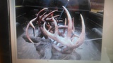 meigs county locked horn bucks