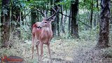 Ohio Deer Hunts.