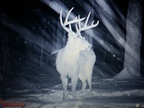 Snow Buck