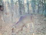 Pacconis Trophy Whitetails of Southern Ohio 