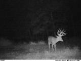 Trophy Deer Hunting Ohio, Monster Bucks.