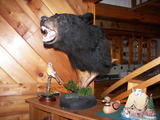 Bear Hunting Canada Island Safaris.