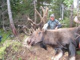 Bow Hunting Moose in Canada.