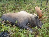 Moose Hunting Newfoundland Canada with Island Safaris