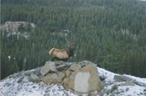 Elk Hunting British Columbia Northern Interior Outfitters.