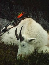 Hunting Mountain Goat British Columbia.