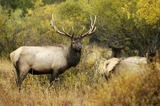Elk Hunting Trips British Columbia Northern Interior.