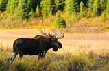 Moose Hunting Trips Northern British Columbia.