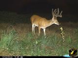Whitetail Deer Hunting at Night
