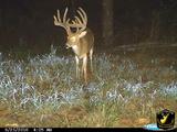 Whitetail Deer Hunting at Night