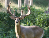 Deer Hunting Missouri.