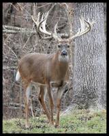 Missouri Whitetail Deer Hunting Stover Missouri.