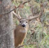 Whitetail Deer Hunting in Central Missouri.
