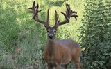 Whitetail Deer hunting MO