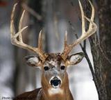 Deer Hunts in Maine.